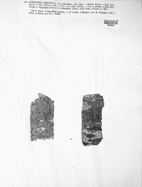 Pseudoschismatomma rufescens image